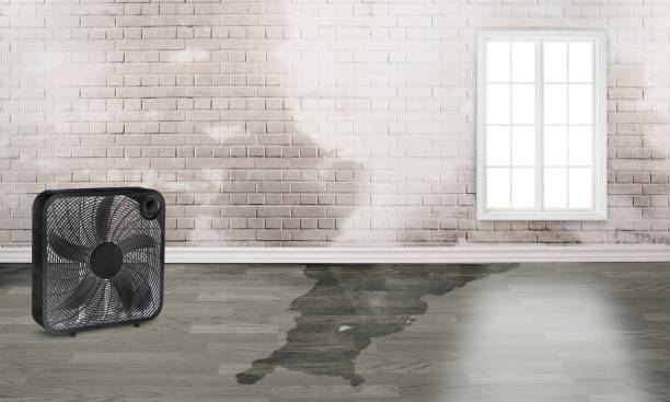 Best Basement water damage restoration  in Mesa Del Caballo, AZ